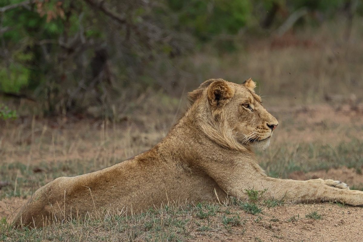 A lion from the Southern Pride. A lion from the Southern Pride.