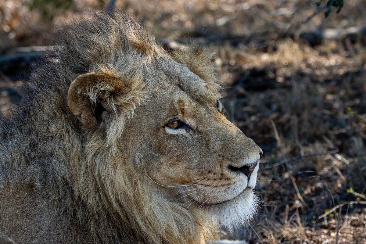 Sabi Sabi Ronald Mutero Male Dominant Lion