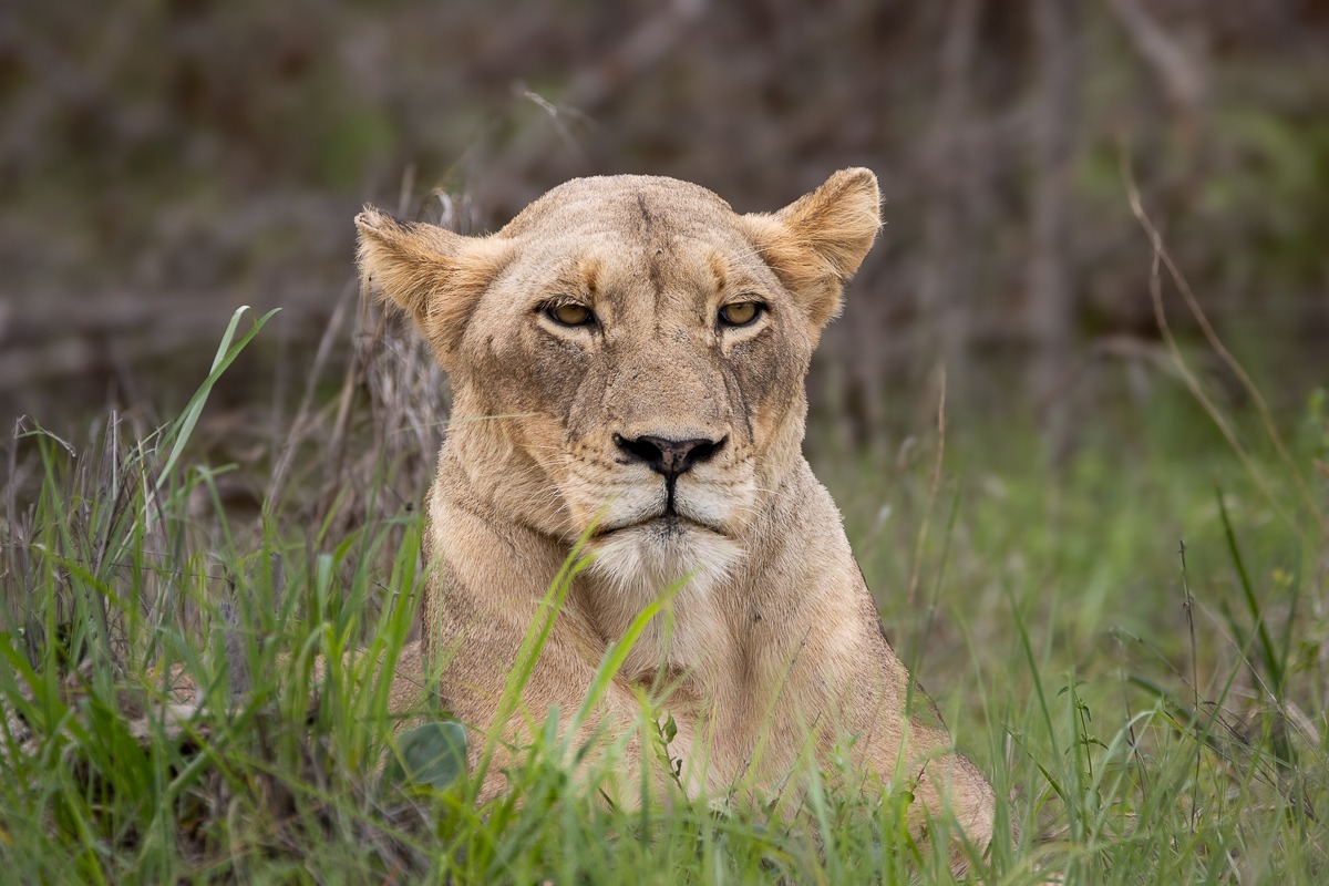 Sabi Sabi Ronald Mutero Msuthlu Female
