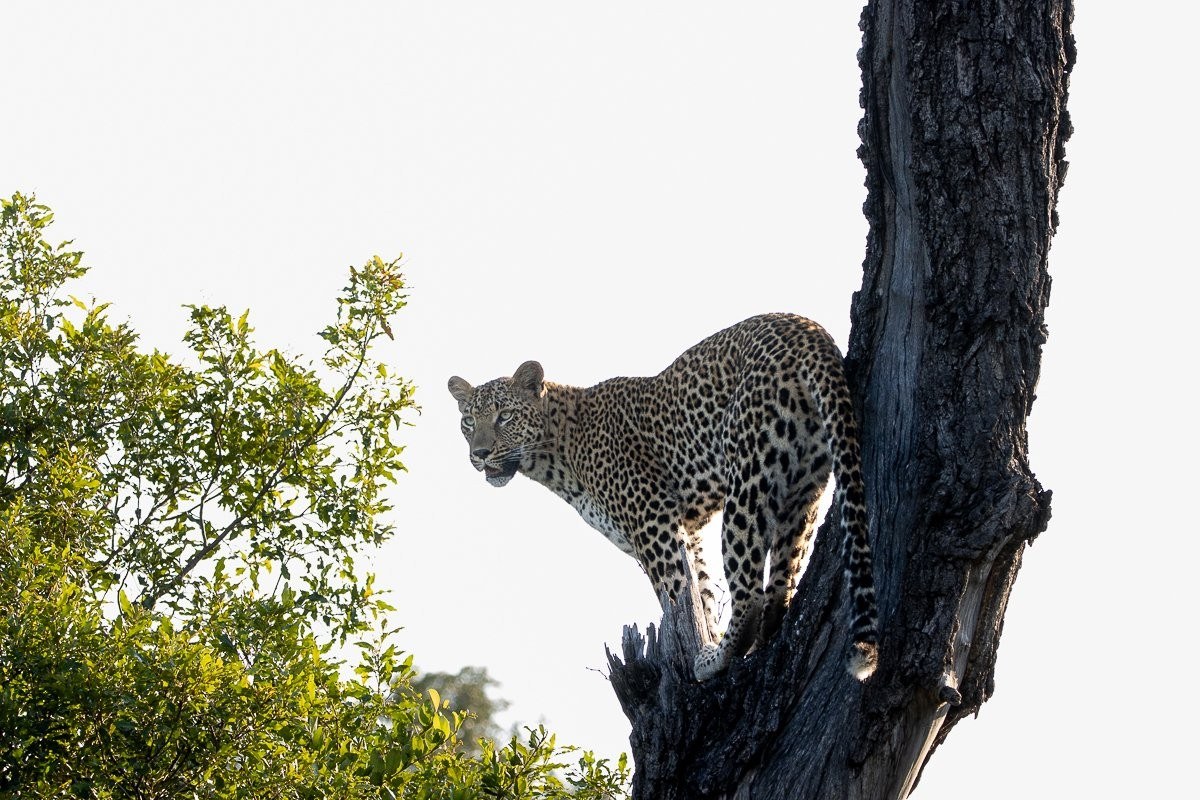 Sabi Sabi Ronald Mutero Kurhula Leopard Climbs Tree
