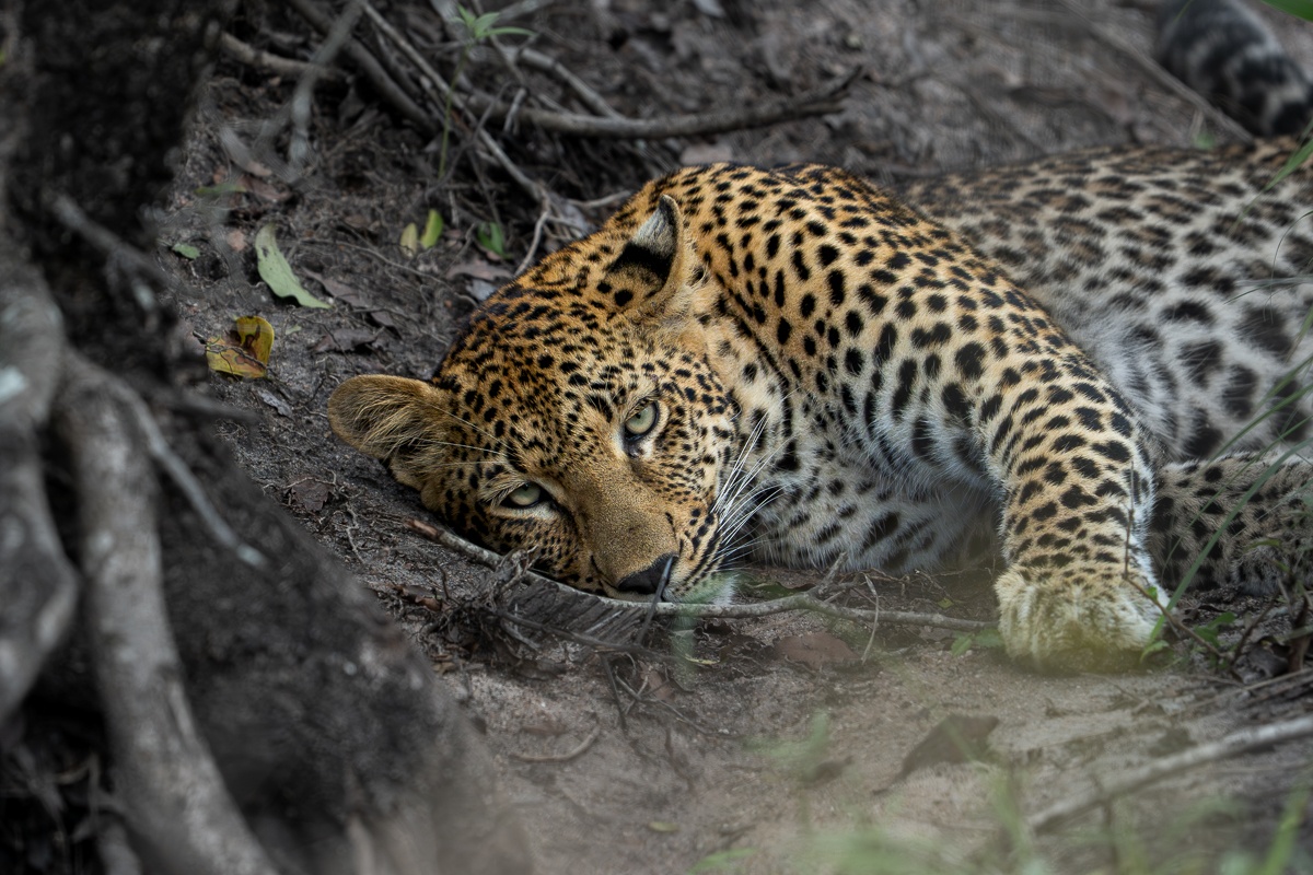 Leopard resting in the thickets after searching for a resting spot
