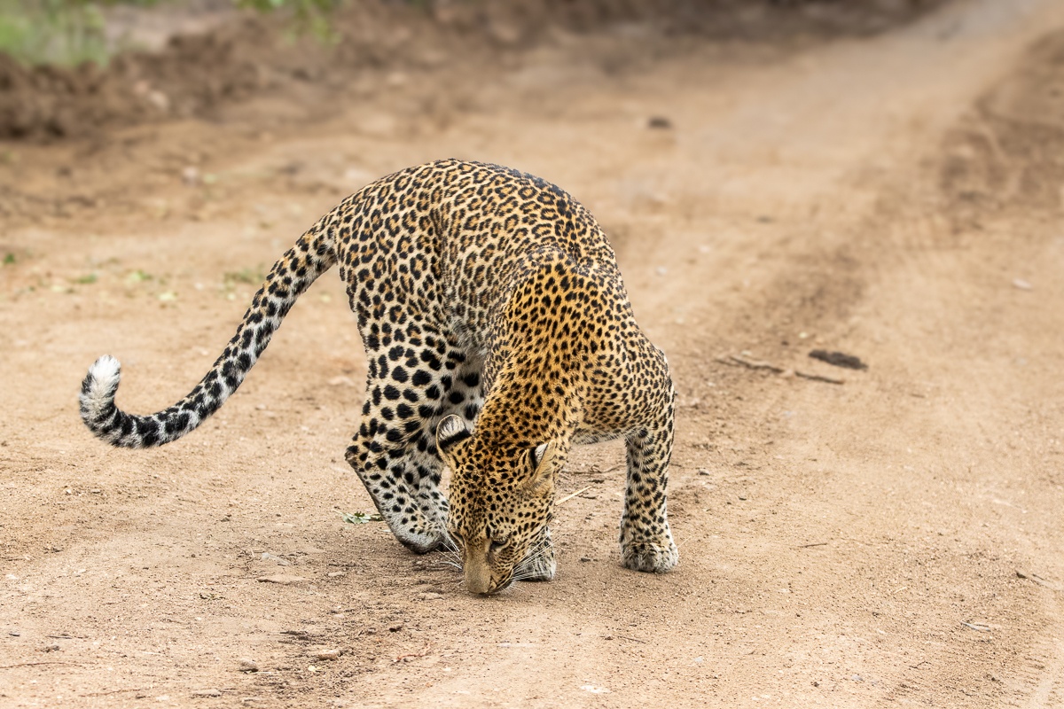 Close-up of Kurhula female leopard pausing alert in the bush