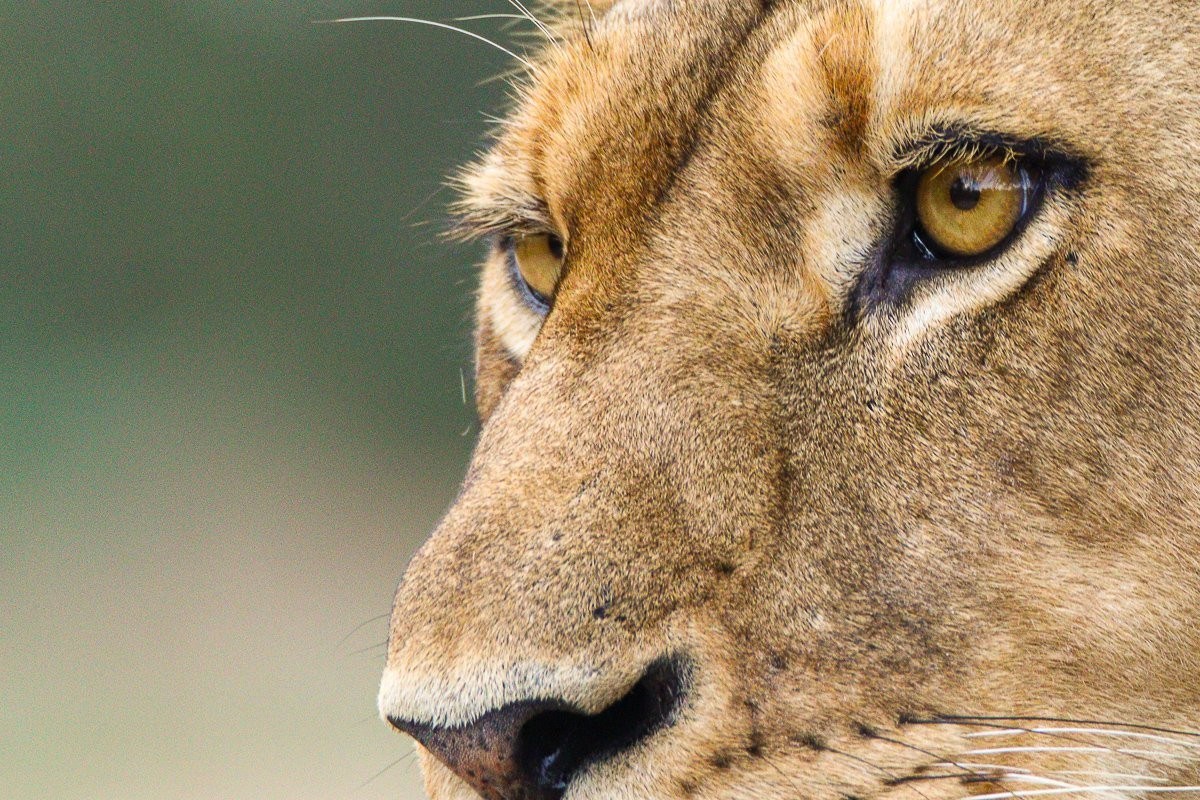 Lioness from the Southern Pride resting in the bush.