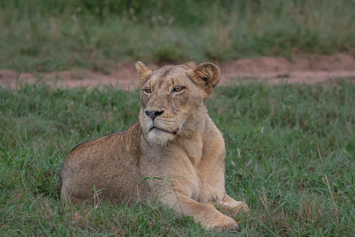 Female lion resting in grass.