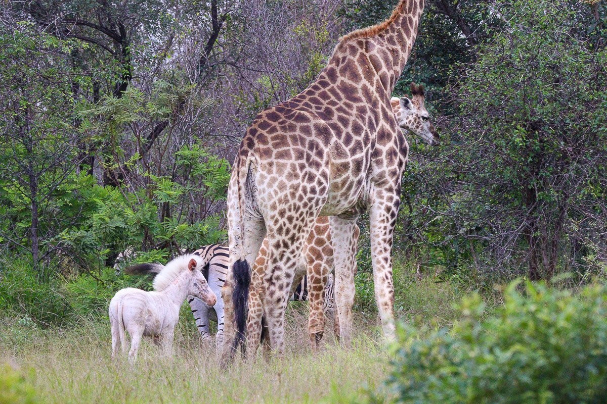 Sabi Sabi Jana Du Plessis White Zebra