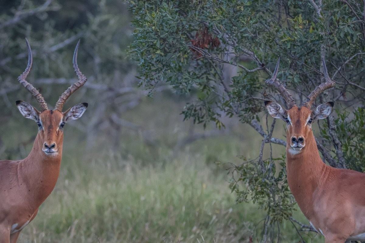Impala ram at dawn during Southern African rutting season.