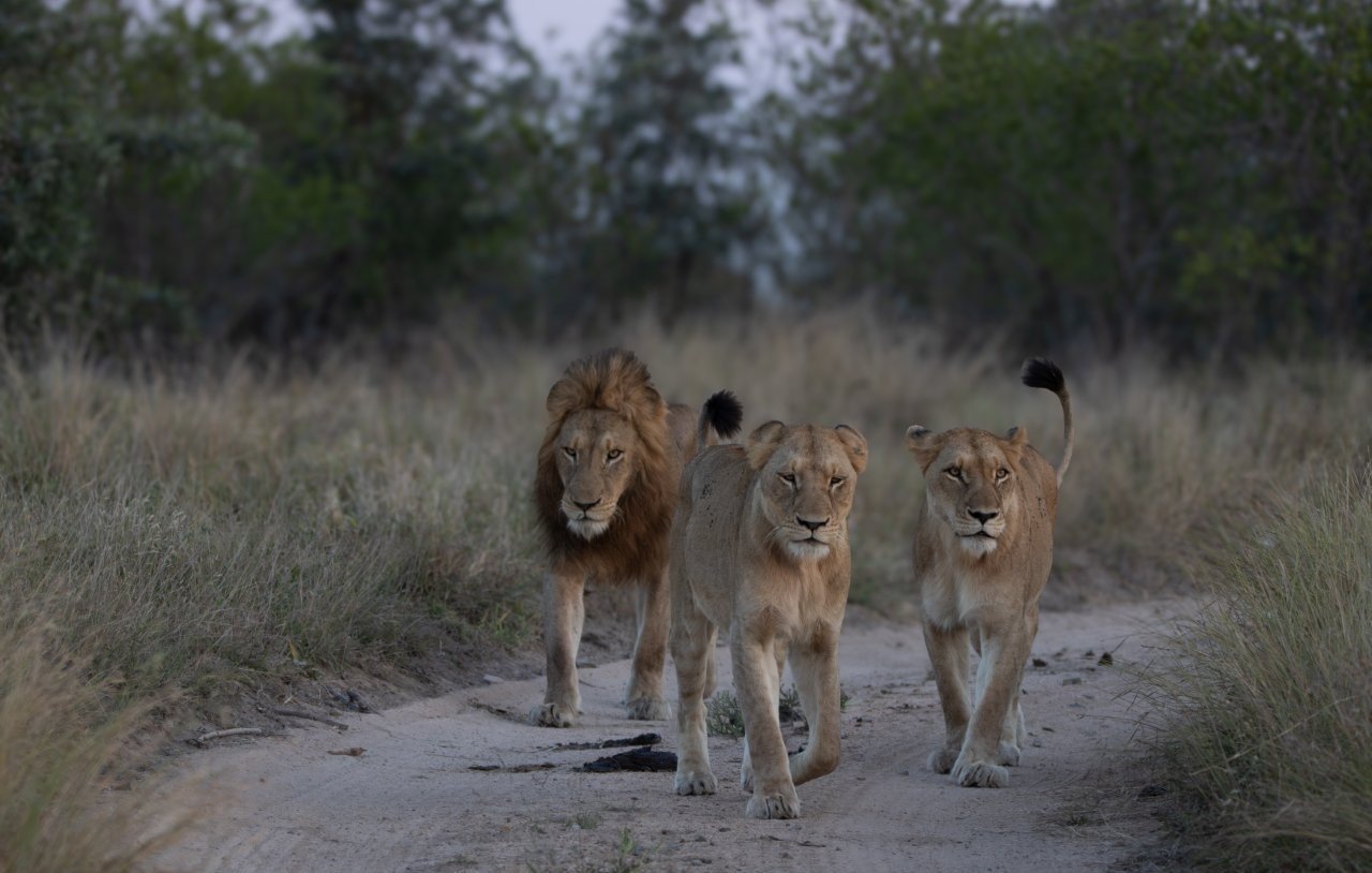 Southern Pride lionesses resting alongside the N'waswishaka male coalition in the African bush.