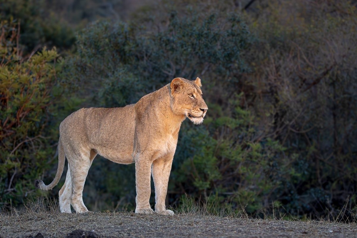 Msuthlu Pride lionesses moving cautiously while tracking buffalo.