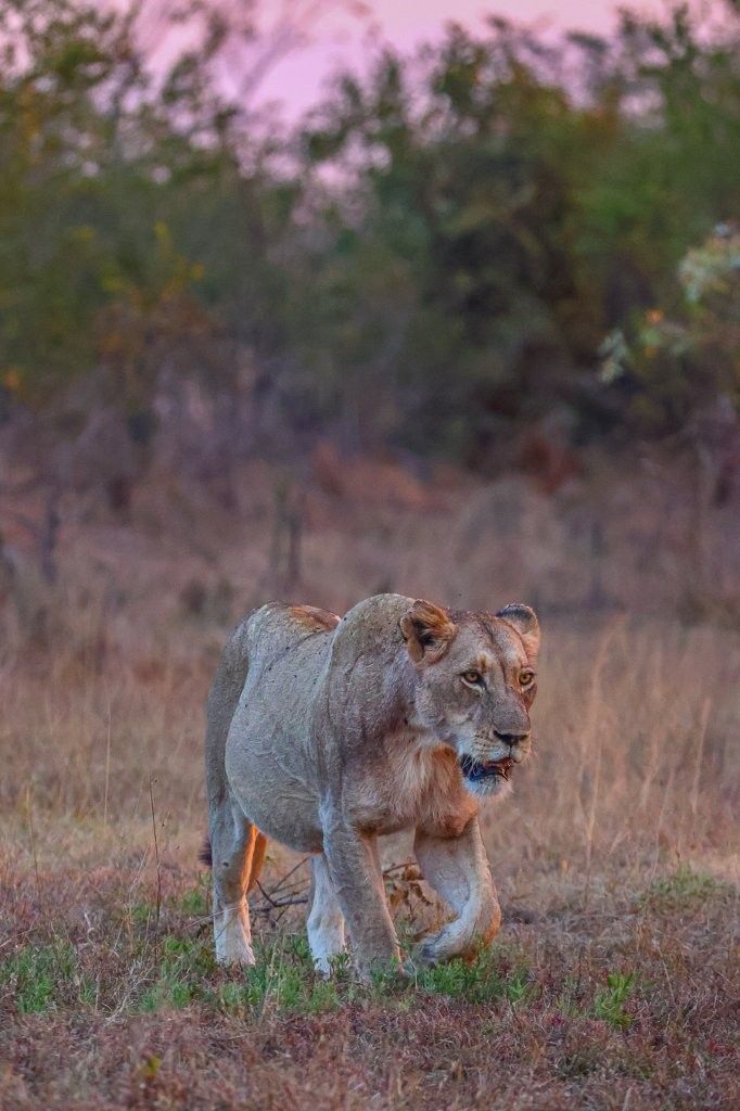 A heavily pregnant Msuthlu Pride lioness walking towards a waterhole before seeking a den site.