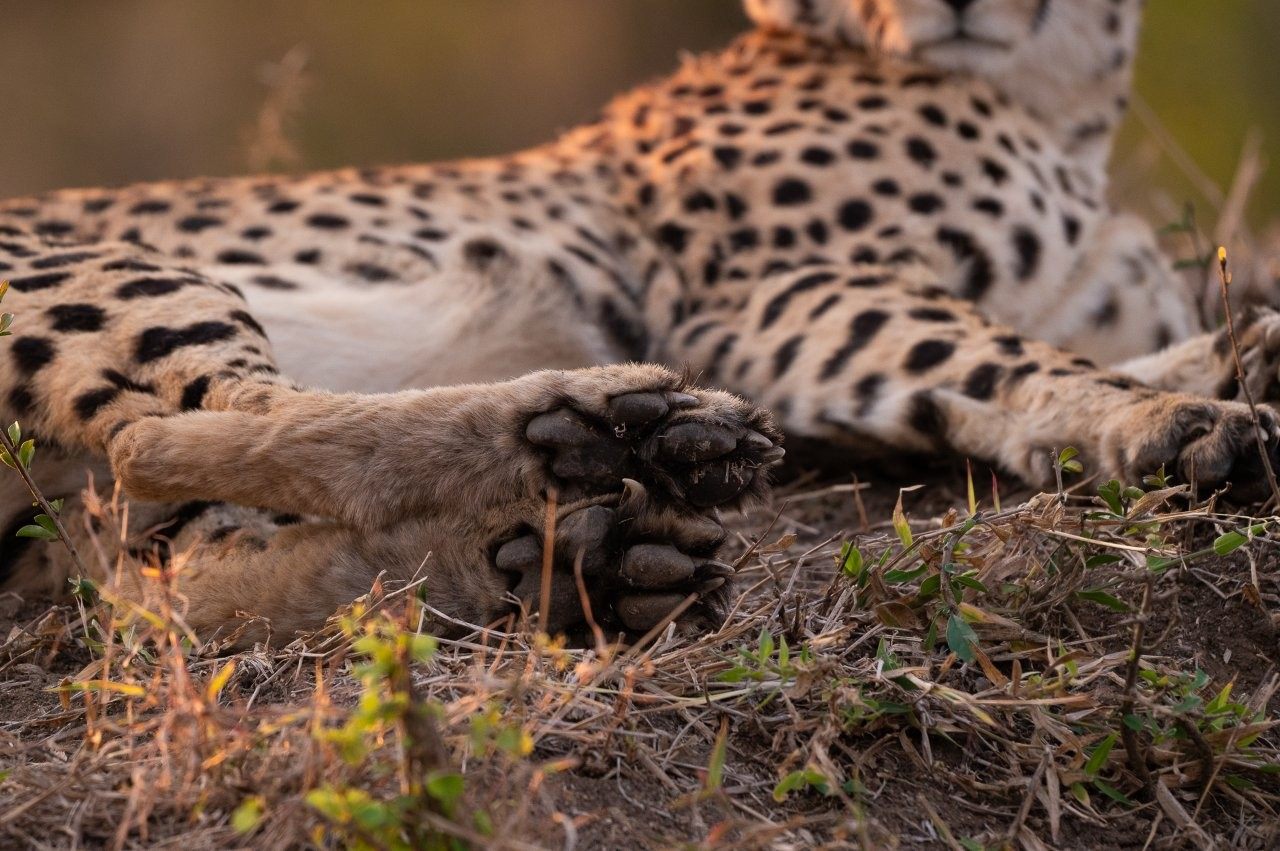 Close-up of a relaxed male cheetah showcasing its distinctive tear marks and spotted coat.