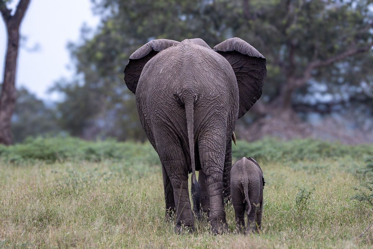 A herd of elephants dust bathing in an open clearing at Sabi Sabi Game Reserve.