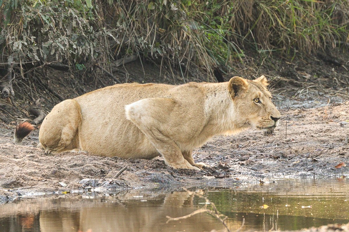 Southern Pride lionesses resting near a large waterhole