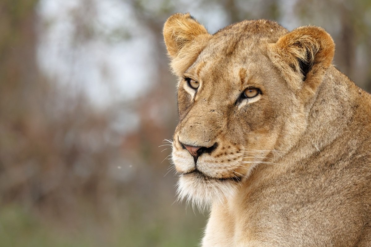 Sabi Sabi Benjamin Loon Msuthlu Pride Lions Resting Together