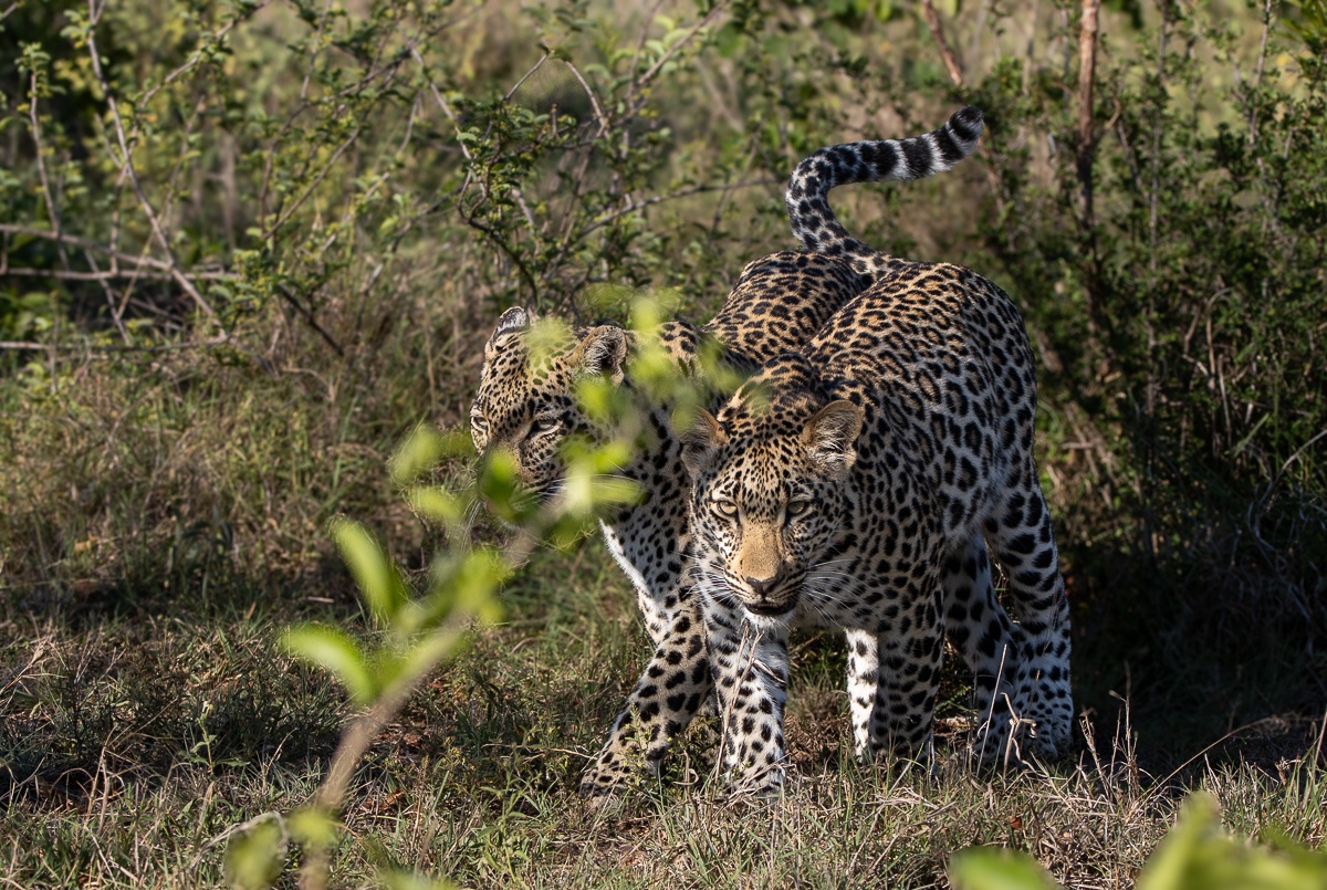Two Tengile leopards walking side-by-side