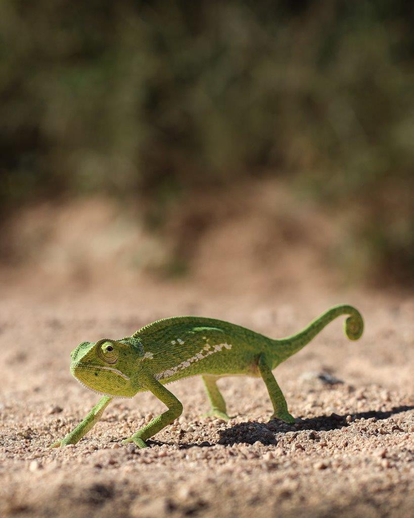 B01Coenraad Stapelberg Chameleon 140423 1 B01Coenraad Stapelberg Chameleon 140423 1