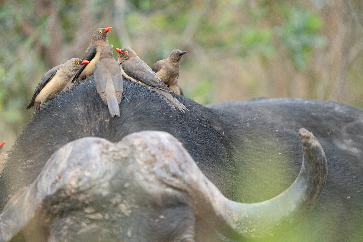 The Buffalo allows the Ox Peckers to sit without resistance and the Ox Pecker feeds on the insects that are found on the buffaloes skin. A win-win relationship. The Buffalo allows the Ox Peckers to sit without resistance and the Ox Pecker feeds on the insects that are found on the buffaloes skin. A win-win relationship.