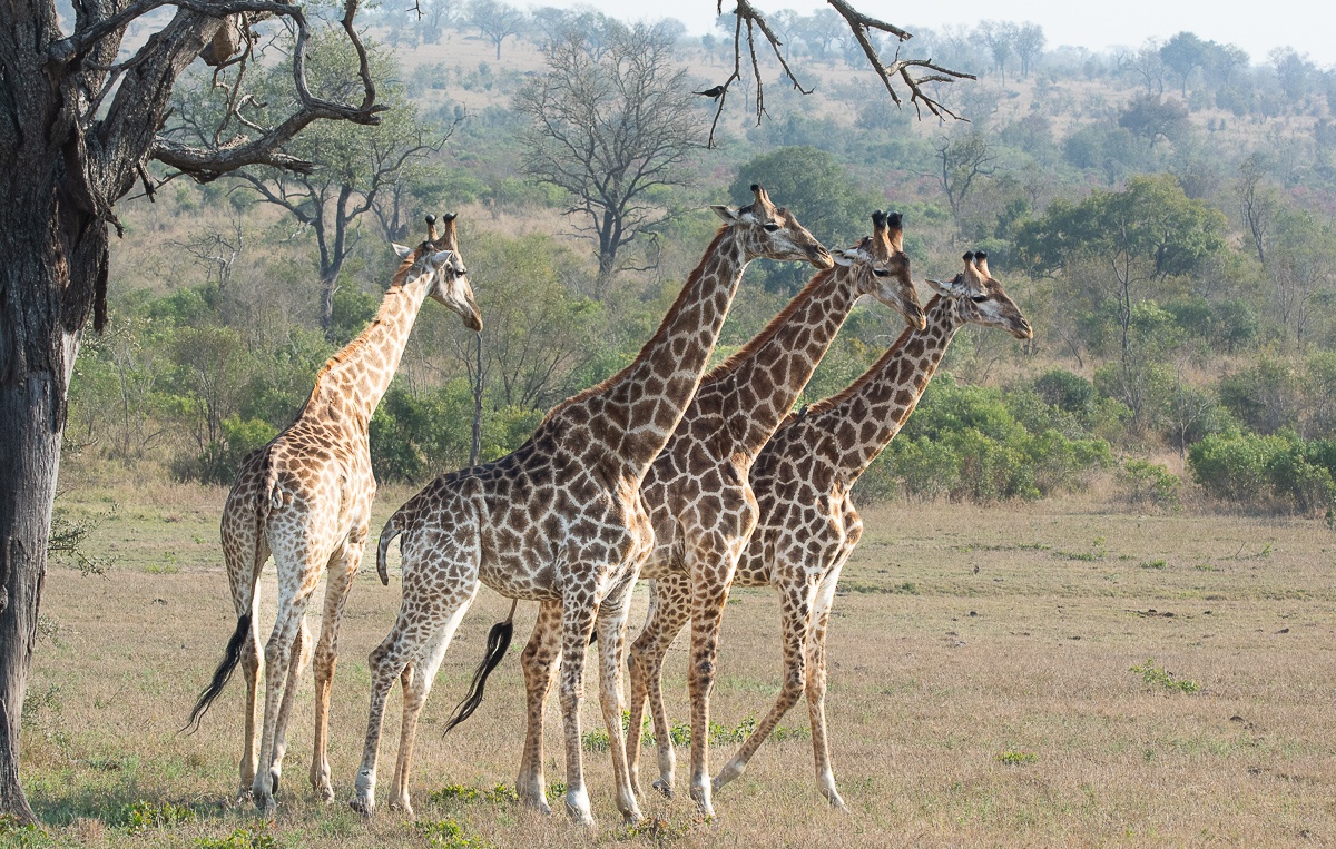 A journey of giraffes. A journey of giraffes.