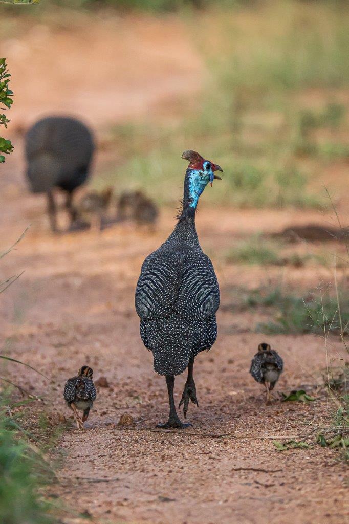 Ruan Mey Helmeted Guineafowl Ruan Mey Helmeted Guineafowl