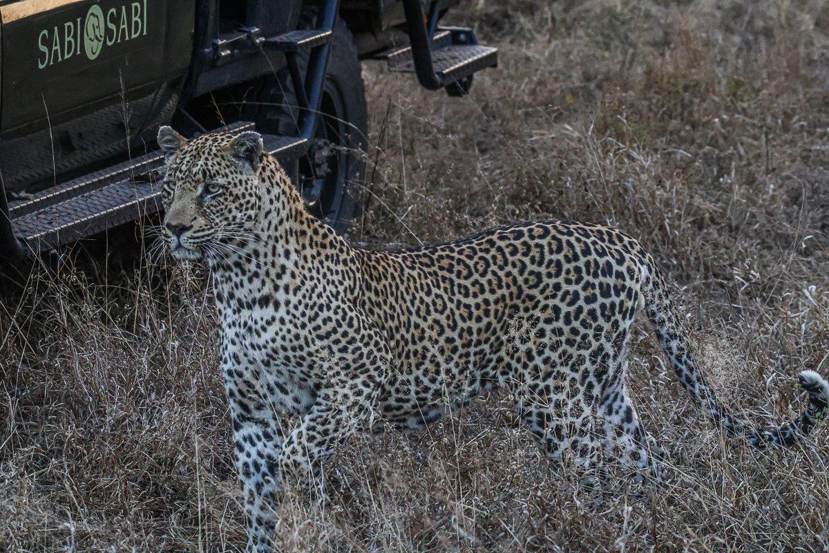 Moving deeper into the thickets looking for a meal Moving deeper into the thickets looking for a meal
