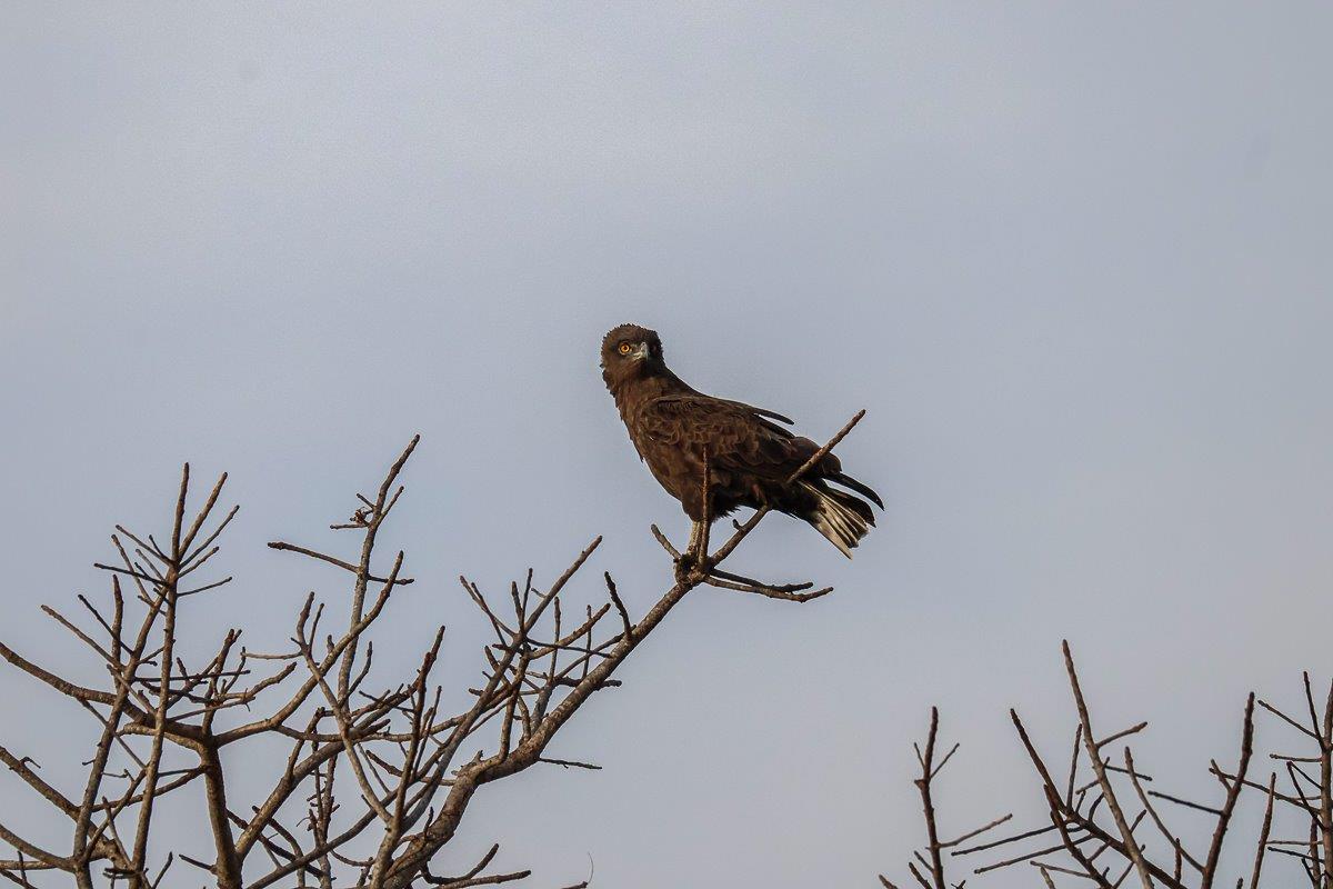 An incredible sighting of a Brown snake eagle perched high in a dry tree An incredible sighting of a Brown snake eagle perched high in a dry tree