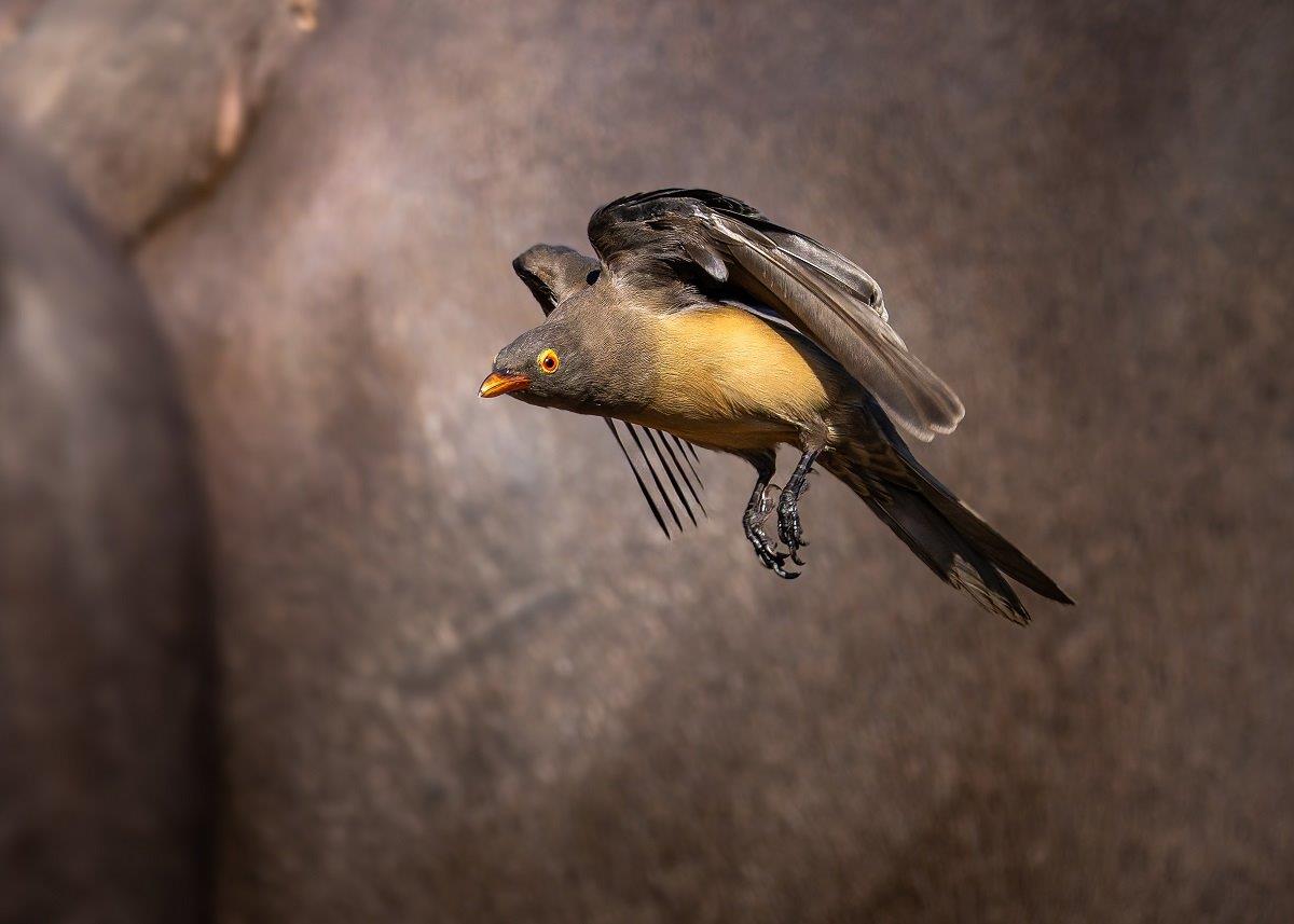 Sabi Sabi Benjamin Loon Oxpecker Fly Sabi Sabi Benjamin Loon Oxpecker Fly