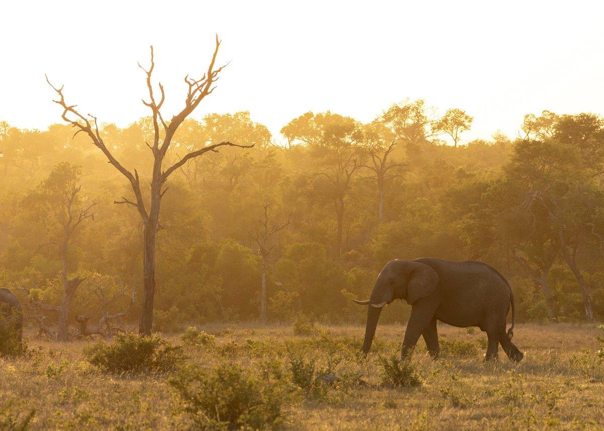 Sabi Sabi Benjamin Loon Elephant Sabi Sabi Benjamin Loon Elephant