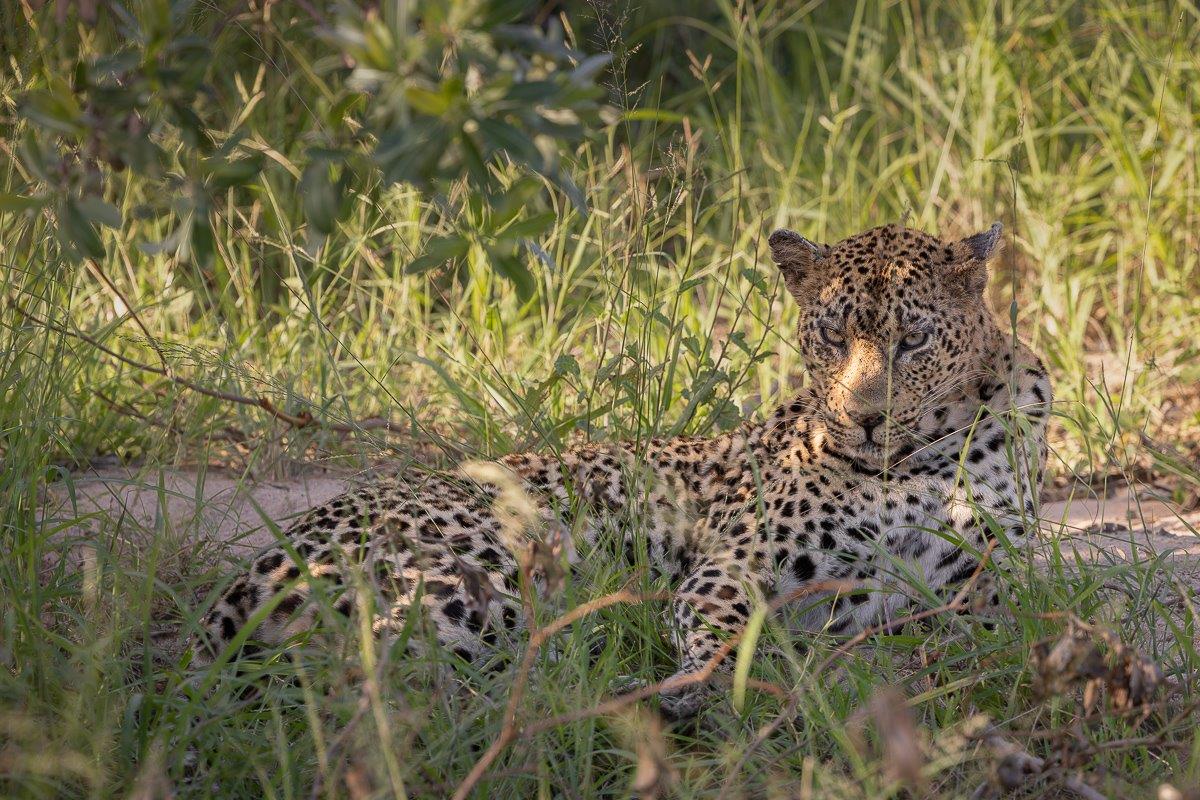 Sabi Sabi Jp Van Rooyen Mashaba In Grass