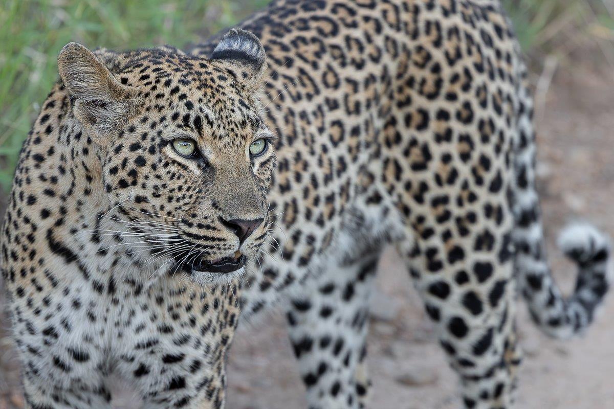 Sabi Sabi Jp Van Rooyen Golonyi Leopard Sabi Sabi Jp Van Rooyen Golonyi Leopard