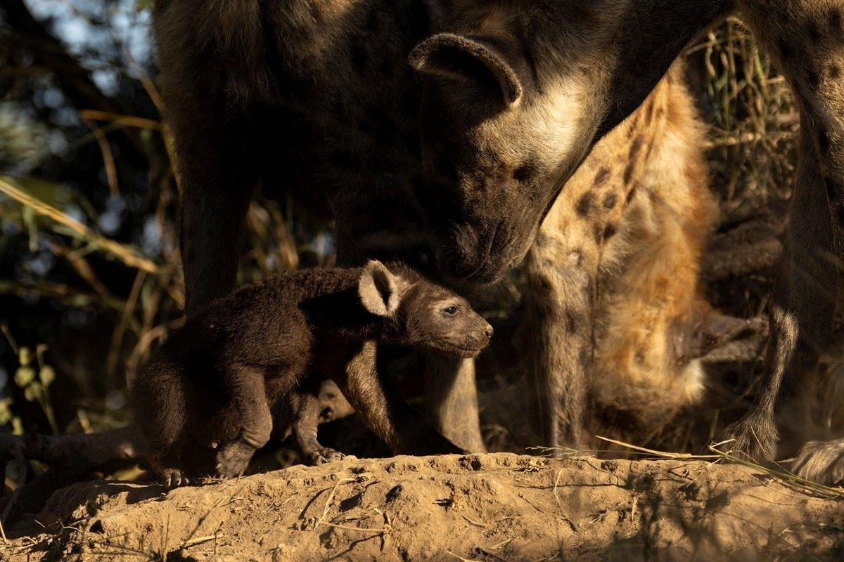 Sabi Sabi Benjamin Loon Baby Hyena Light Sabi Sabi Benjamin Loon Baby Hyena Light