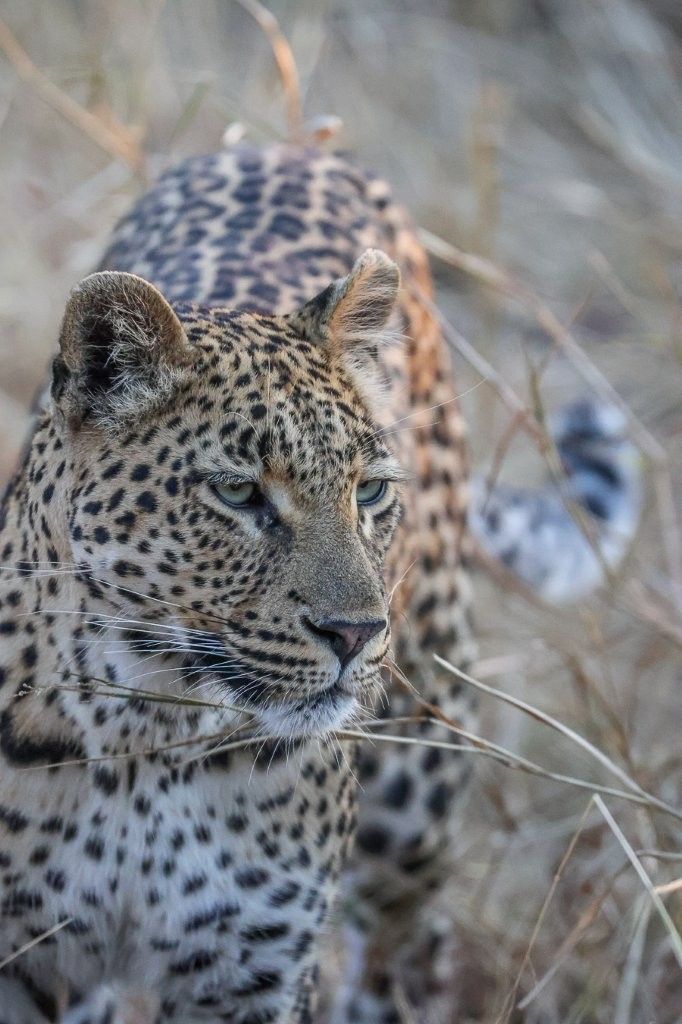 Sabi Sabi Ruan Mey Golonyi Sabi Sabi Ruan Mey Golonyi