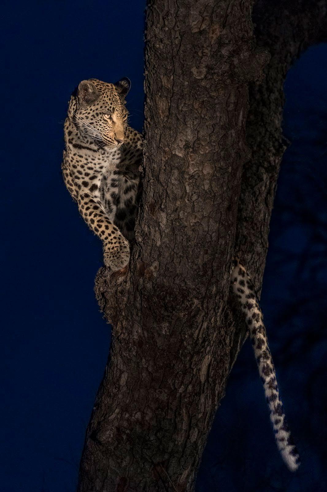 A leopard straddles a tree as it looks intensely into the darkness. 
