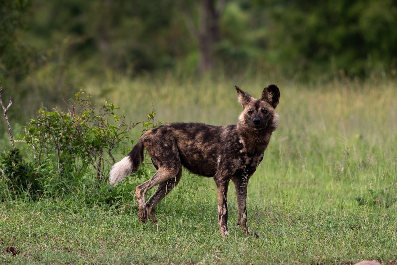 Sabi Sabi Viviane Ladner Wild Dog