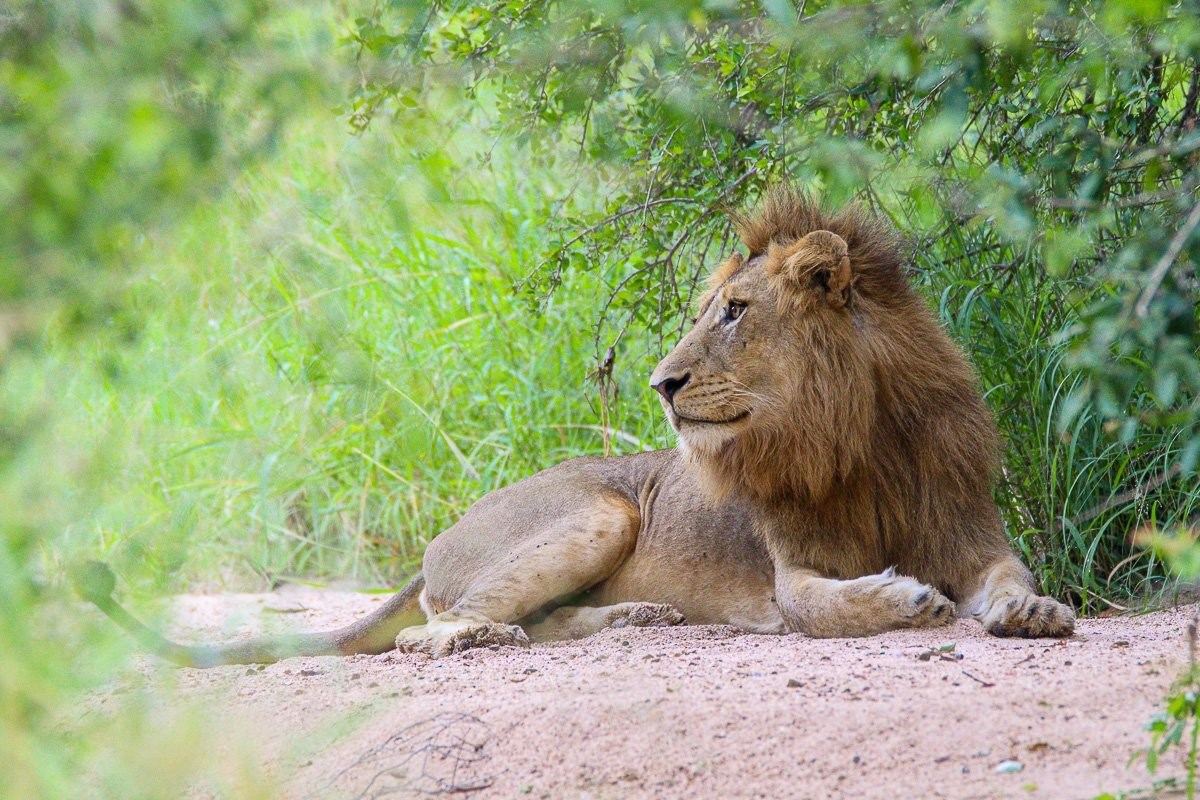 Sabi Sabi Jana Du Plessis Nwaswishaka Lion In Shade