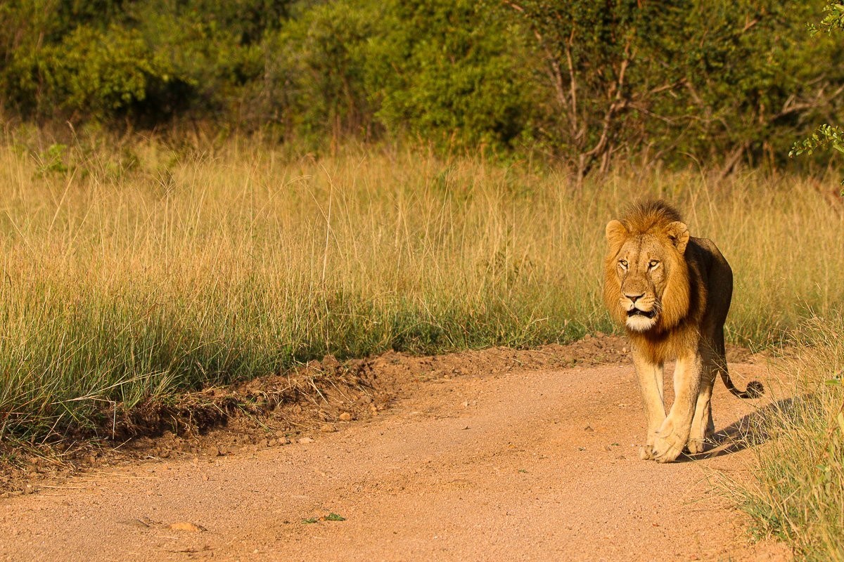 The lions were using the roads to find their next resting place in the cool Msuthlu riverbed near Selati Camp