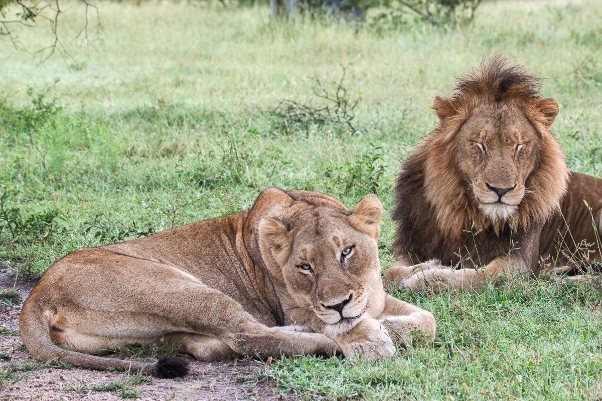Sabi Sabi Jana Du Plessis Southern Pride Lioness Nwasishaka Male
