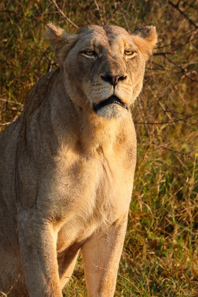 Msuthlu lioness scenting the ground while walking through her territory.