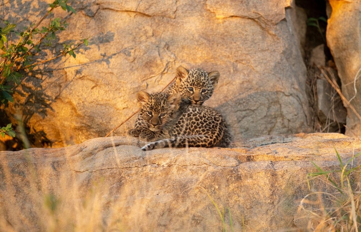 Playful leopard cubs interacting on a rocky outcrop while developing coordination and balance.
