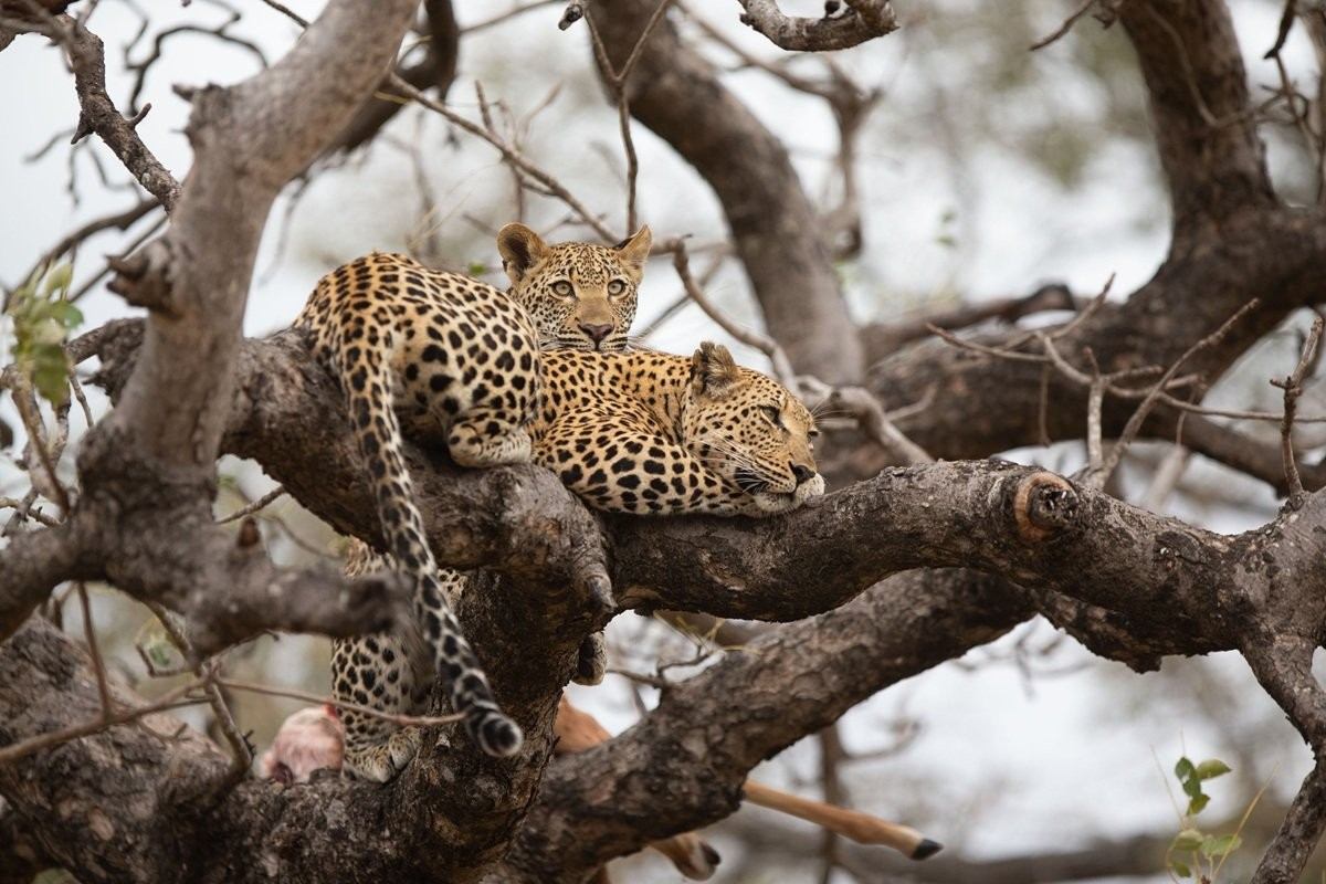 Ntsumi and her cub resting in a tree after feeding on an impala kill.