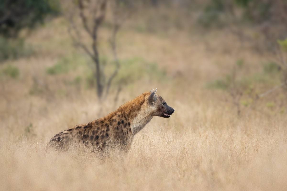 Spotted hyenas closing on an impala carcass.