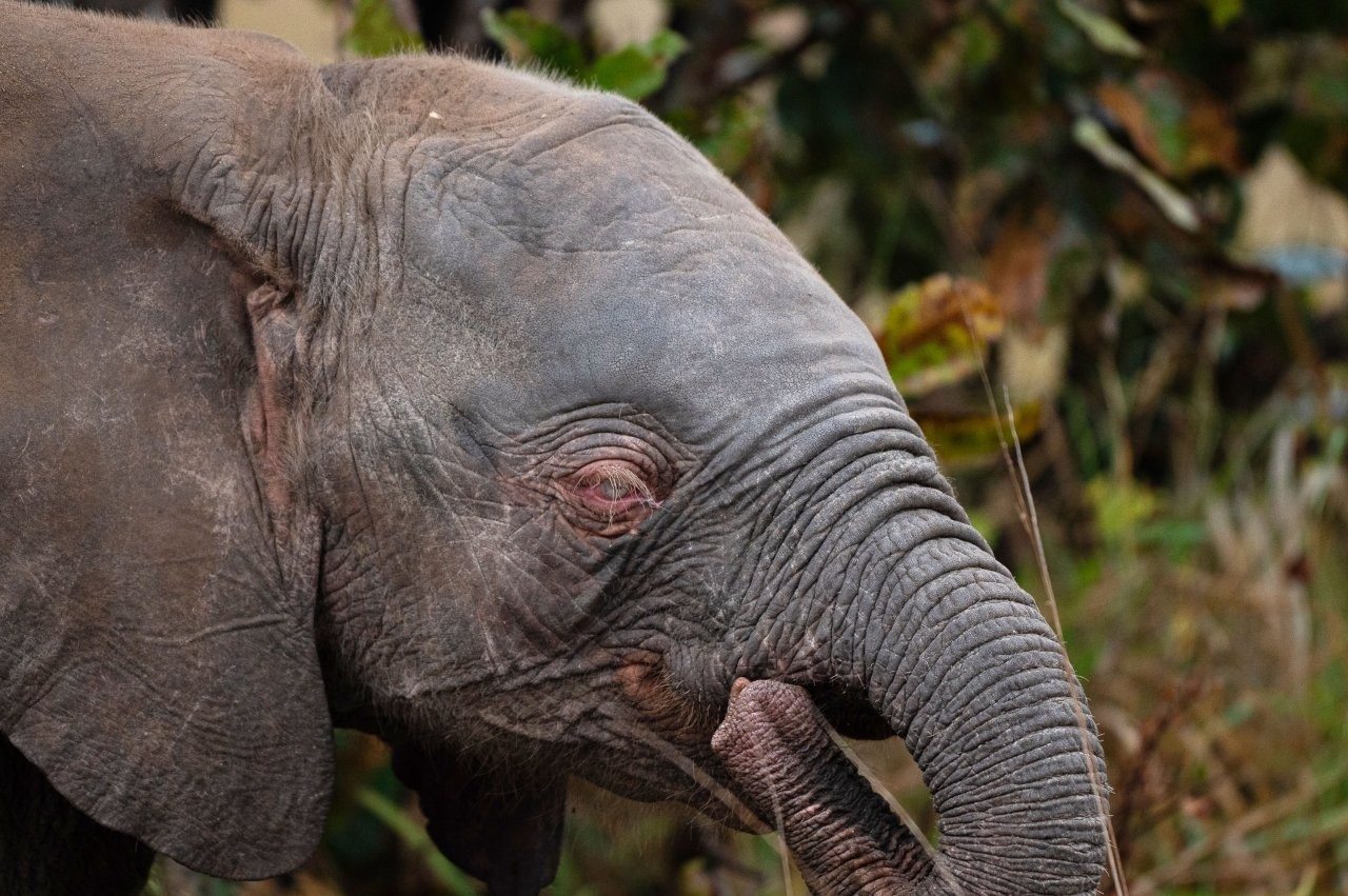 Sabi Sabi Viviane Ladner Rare Albino Elephant Calf