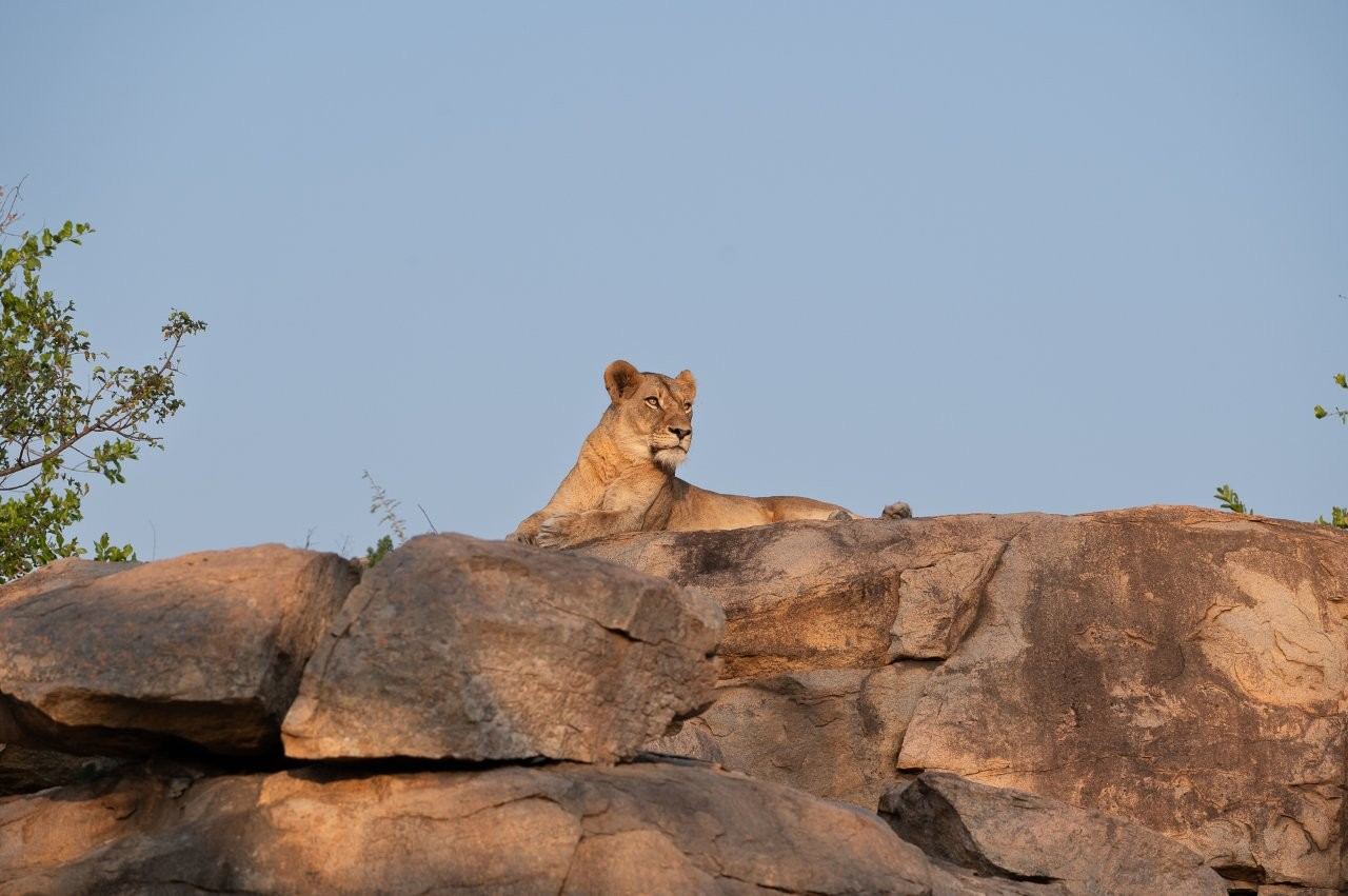 Sabi Sabi Viviane Ladner Southern Pride Lioness On Rocky Outcrop 1