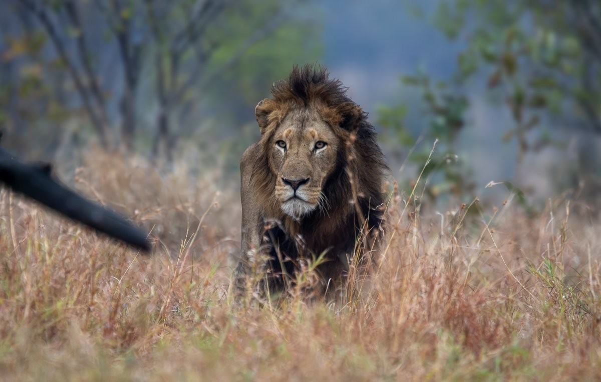 Male lions lying in the shade after enjoying a successful buffalo meal.