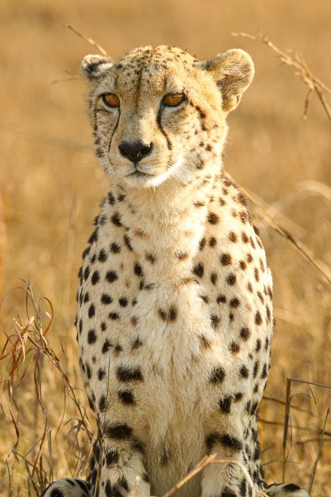 Female cheetah walking across the open plains near Bush Lodge after a recent meal.