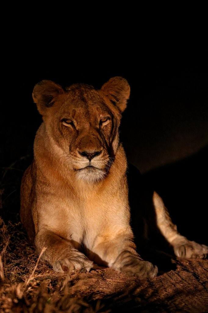 Southern Pride lionesses scanning the bush for prey as darkness settles over the reserve.