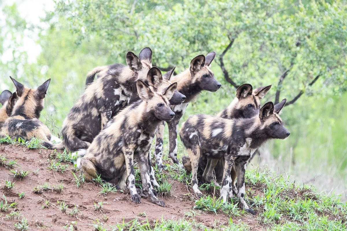 African wild dog pack moving through the bush