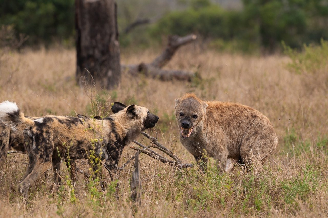 Sabi Sabi Viviane Ladner African Wild Dogs Confronting Spotted Hyena