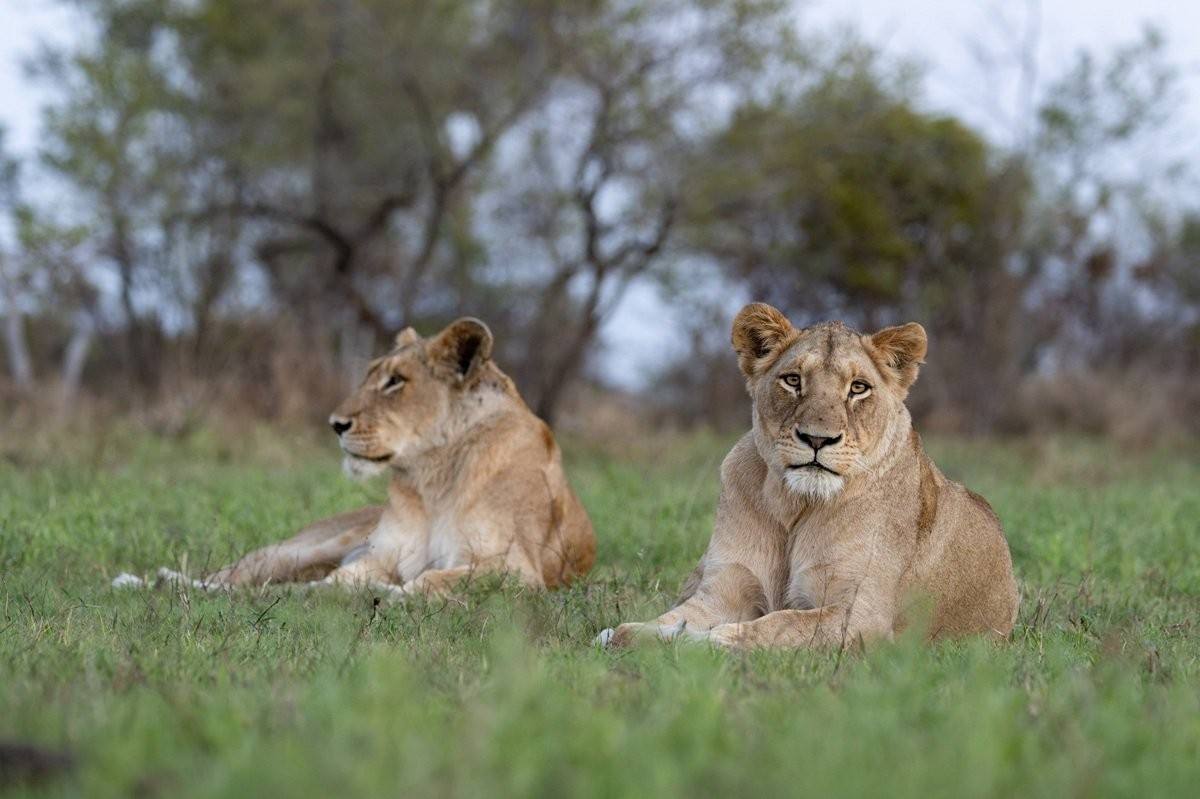 Southern Pride lioness resting in the warm late-afternoon light.