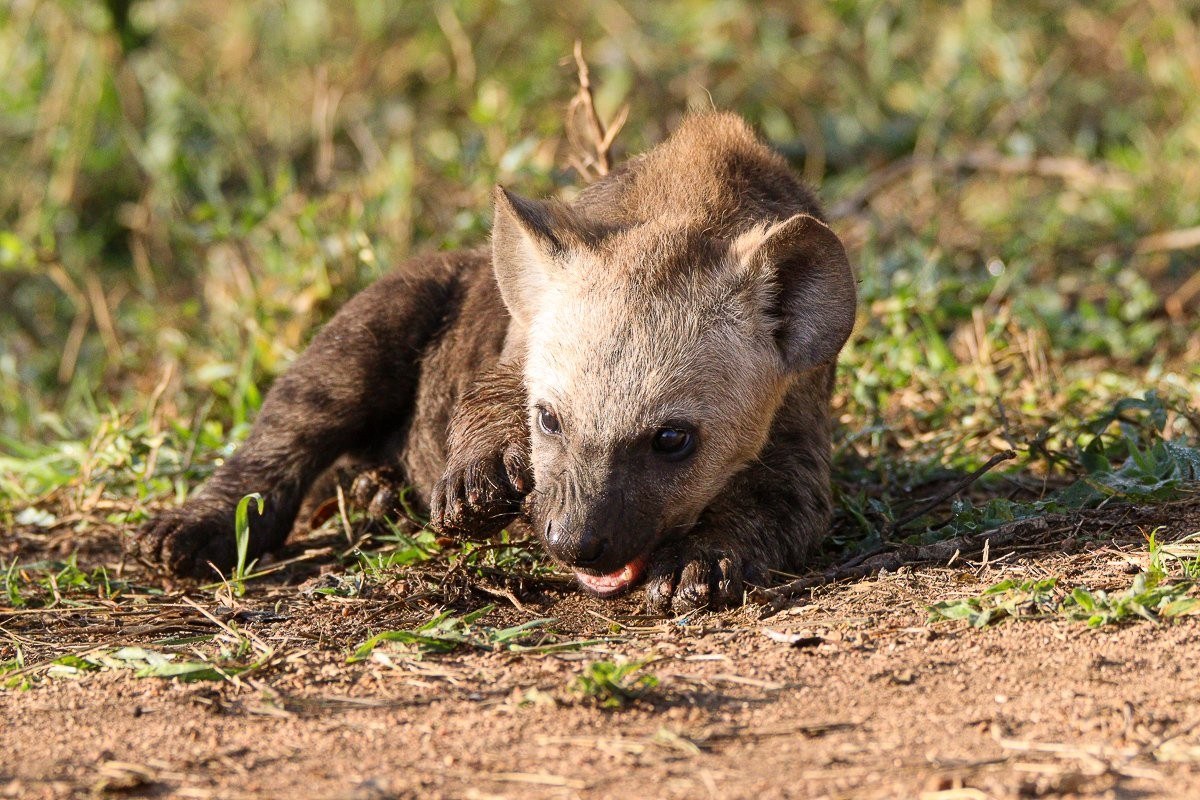 Spotted hyena cub exploring and being playful.