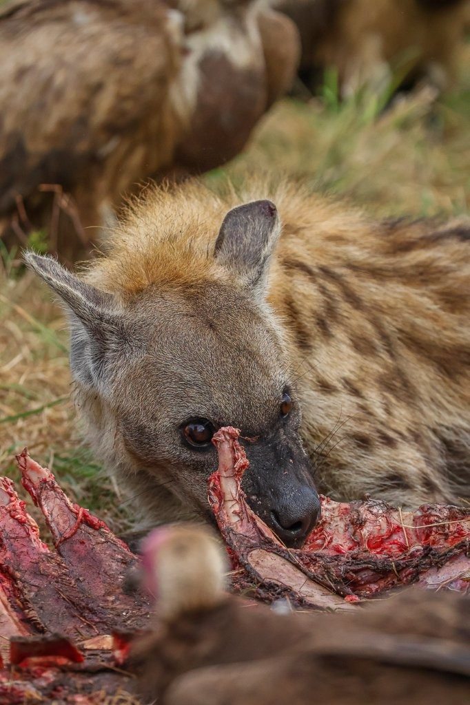 Spotted hyena feeding on the remains of a buffalo.