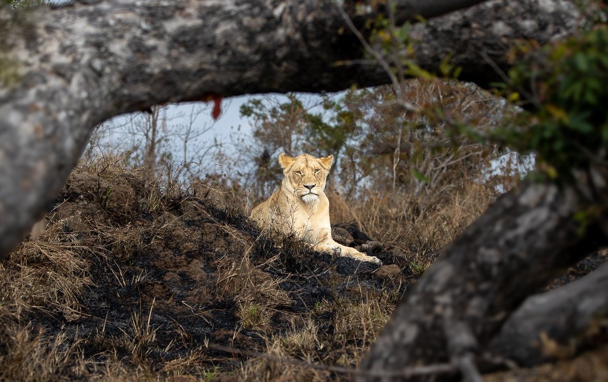 Sabi Sabi Ronald Mutero Southern Pride Lionesses Waiting Near Termite Mound